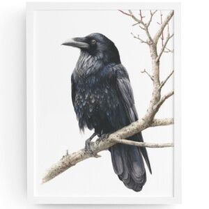 Watercolor Black Crow Wall Art Print Unframed - Black Bird Illustration Artwork